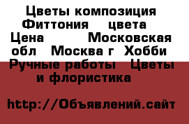 Цветы-композиция Фиттония. 3 цвета. › Цена ­ 200 - Московская обл., Москва г. Хобби. Ручные работы » Цветы и флористика   